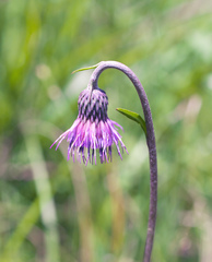 Cirsium sieboldii