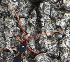 Compsomera elegantissima elegantissima