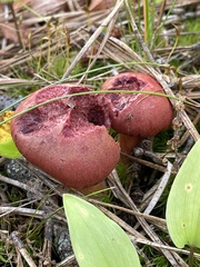 Cortinarius harrisonii