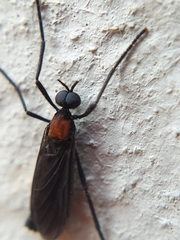 Plecia ruficollis