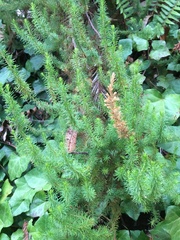 Erica lusitanica