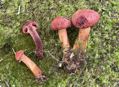 Cortinarius harrisonii