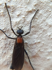 Plecia ruficollis