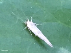 Stathmopoda hyposcia
