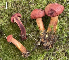 Cortinarius harrisonii