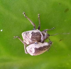 Sciobius