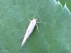Stathmopoda hyposcia