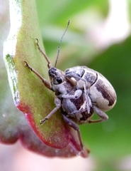 Sciobius