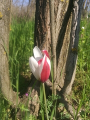 Tulipa clusiana