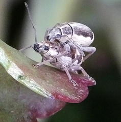 Sciobius