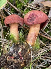Cortinarius harrisonii