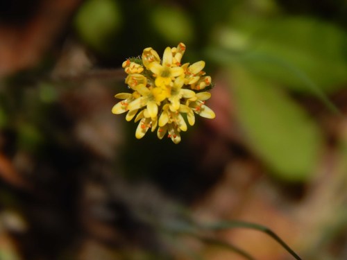 Image of Phyllopodium cordatum by no rights reserved