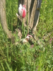 Tulipa clusiana