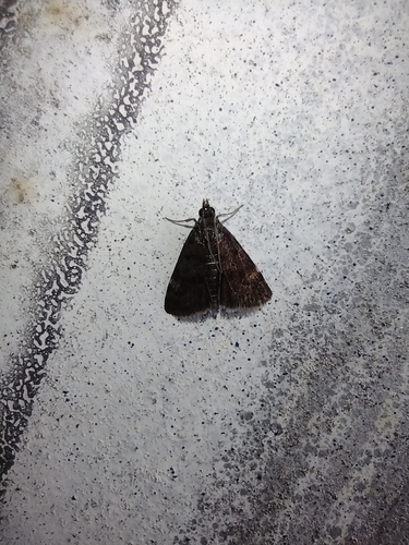 vijačka Wulfenova (Heliothela wulfeniana)