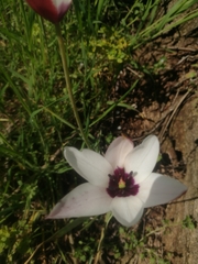 Tulipa clusiana