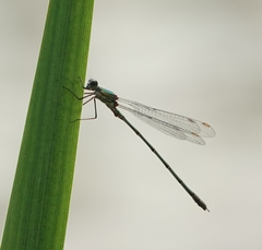 Chalcolestes viridis