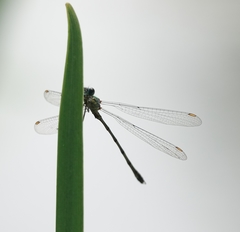 Chalcolestes viridis