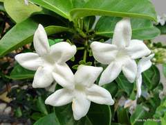 Stephanotis floribunda
