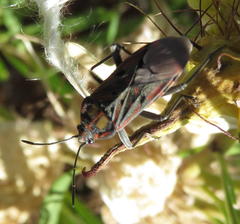 Spilostethus pandurus