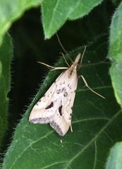 Diasemia monostigma