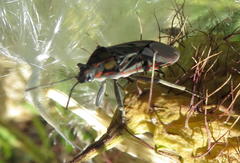 Spilostethus pandurus