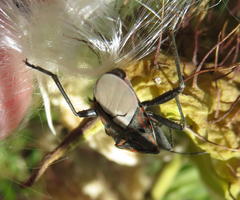 Spilostethus pandurus