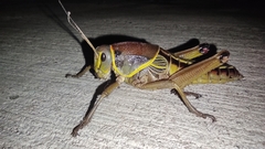 Brachystola behrensii