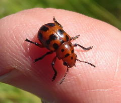 Euryope terminalis