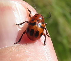 Euryope terminalis