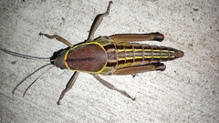 Brachystola behrensii