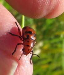 Euryope terminalis