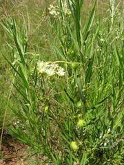 Gomphocarpus fruticosus fruticosus