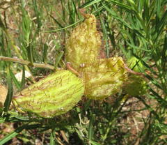 Gomphocarpus fruticosus fruticosus
