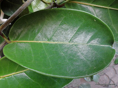Stephanotis floribunda