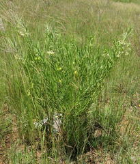 Gomphocarpus fruticosus fruticosus