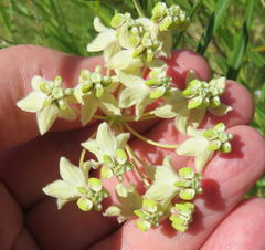 Gomphocarpus fruticosus fruticosus