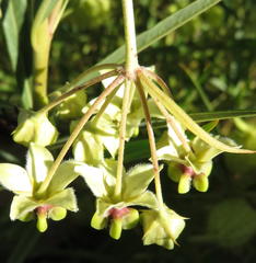 Gomphocarpus fruticosus fruticosus