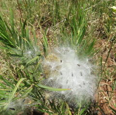 Gomphocarpus fruticosus fruticosus