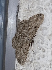 Peribatodes rhomboidaria