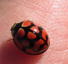 Cheilomenes lunata
