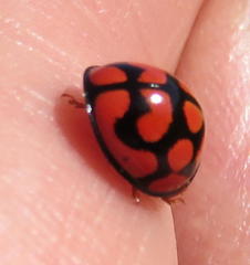 Cheilomenes lunata
