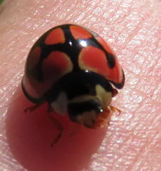 Cheilomenes lunata