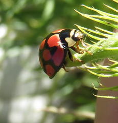 Cheilomenes lunata