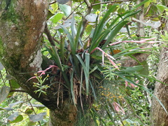 Billbergia distachia