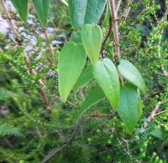Dioscorea burchellii