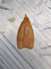 Sparganothis distincta