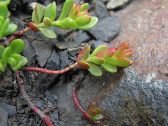 Phedimus stevenianus