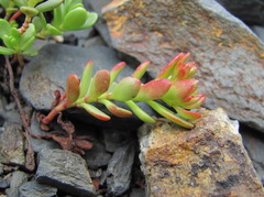 Phedimus stevenianus