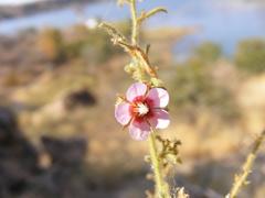 Hermannia boraginiflora