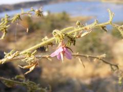 Hermannia boraginiflora